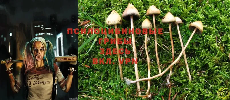 Псилоцибиновые грибы Psilocybine cubensis  Кимры 